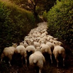 Issue 124 Rural -selvedge Outlet 190724.LAM .Farm 418