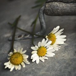 Issue 124 Rural -selvedge Outlet DSC7226 3