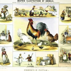 Issue 38 Zoological -selvedge Outlet Zoological 4