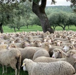 Issue 108 Farm -selvedge Outlet gif1